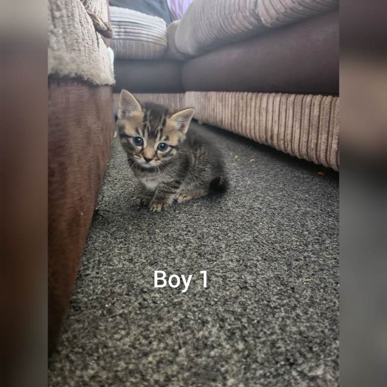 KITTENS 