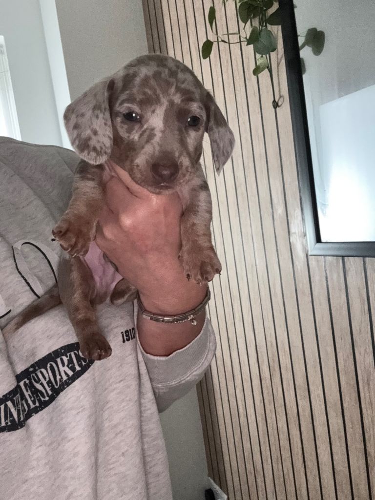 Miniature dachshund *LAST BOY OF THE LITTER*