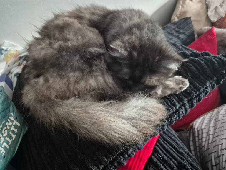 Persian/mancoon cross 6 years old