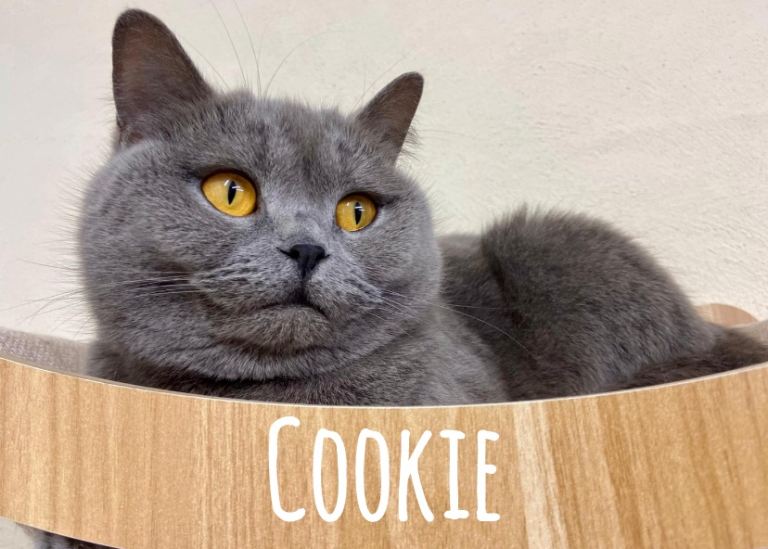 BSH LOOKING FOR FOREVER HOMES 🐾🐾😻😻