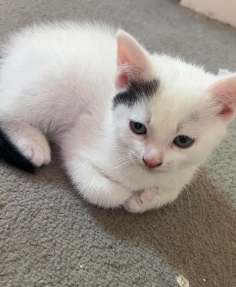 2 kittens for sale 