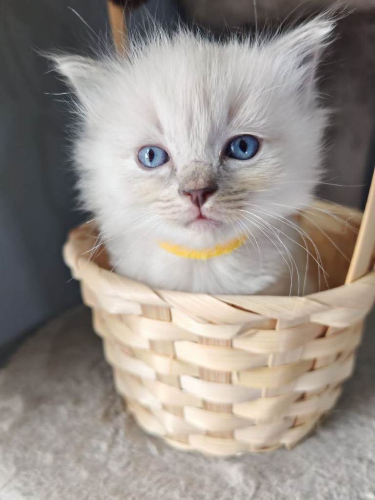 4 beautiful ragdoll kittens 