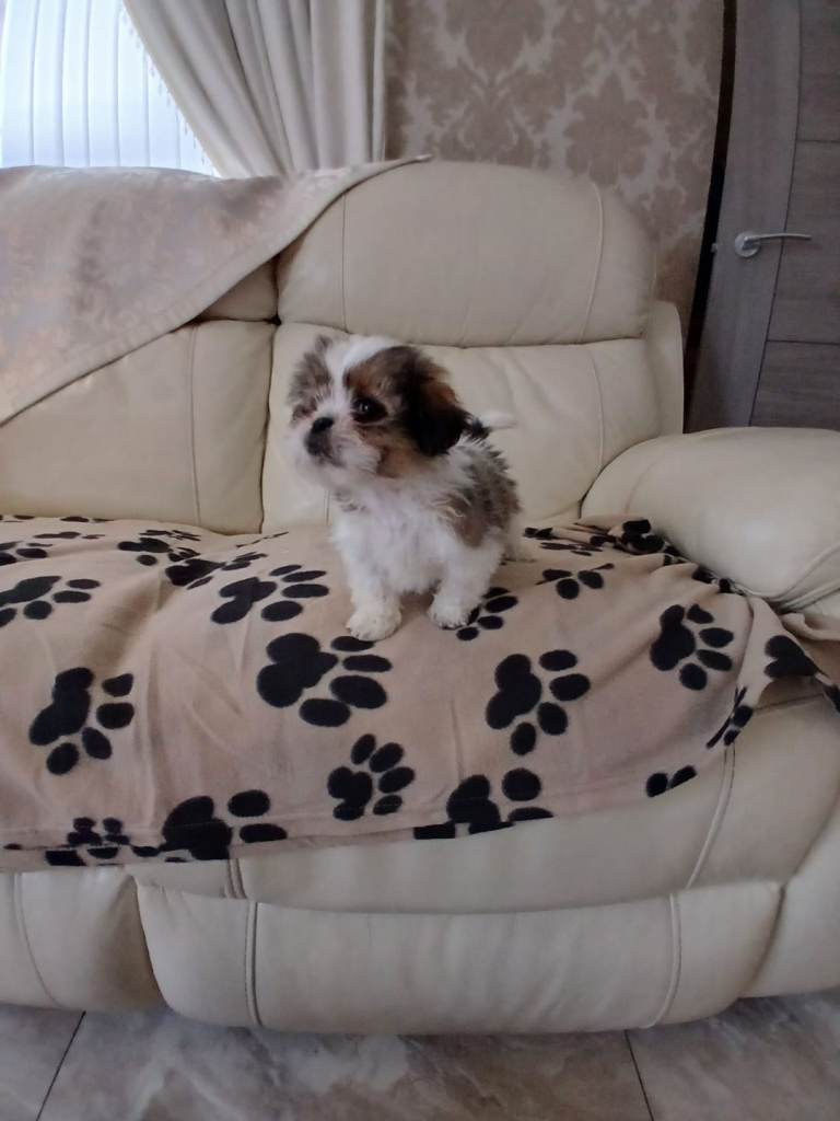 shih tzu puppy