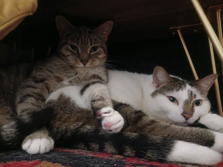 2 cats looking for loving new home 