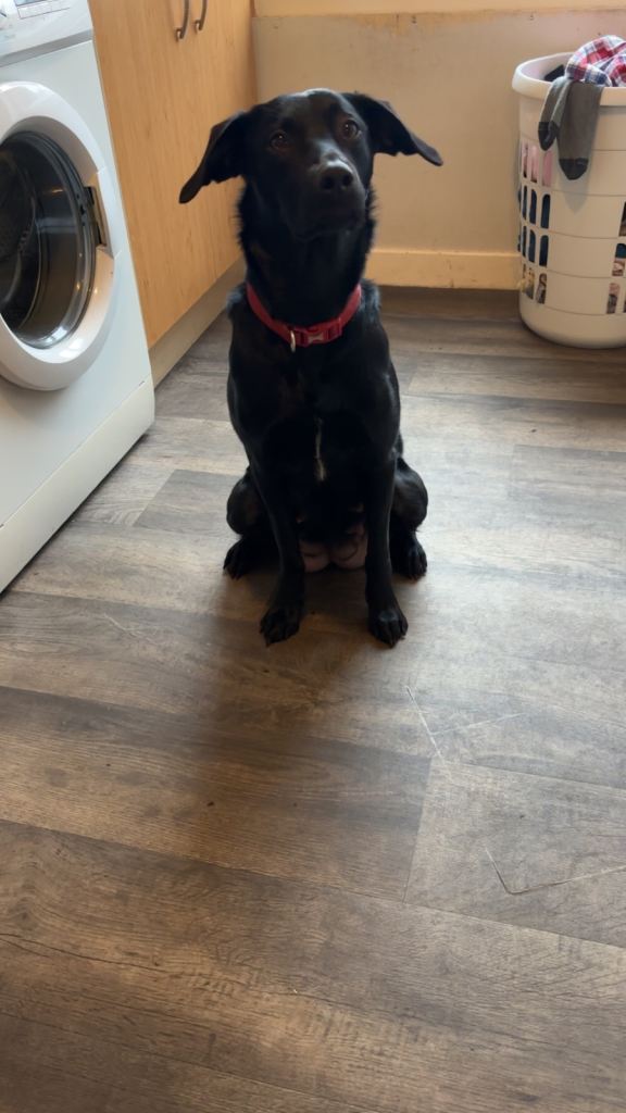 Labrador cross puppies 8 weeks 