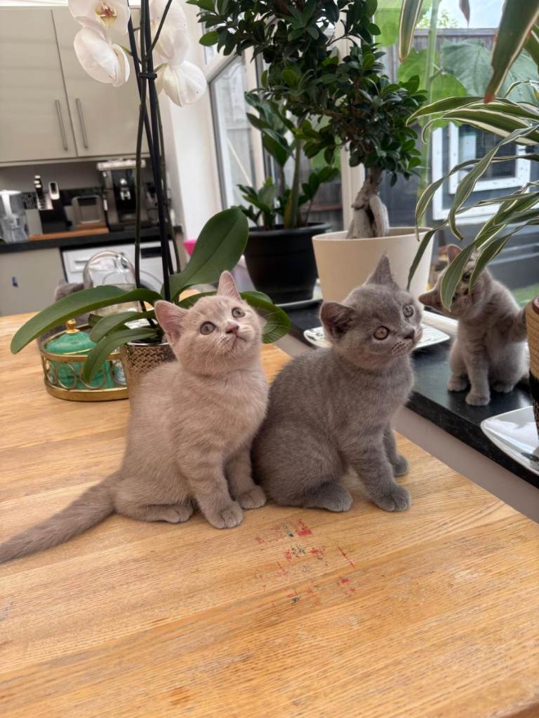 Beautiful British shorthair kittens, lilac and blue 