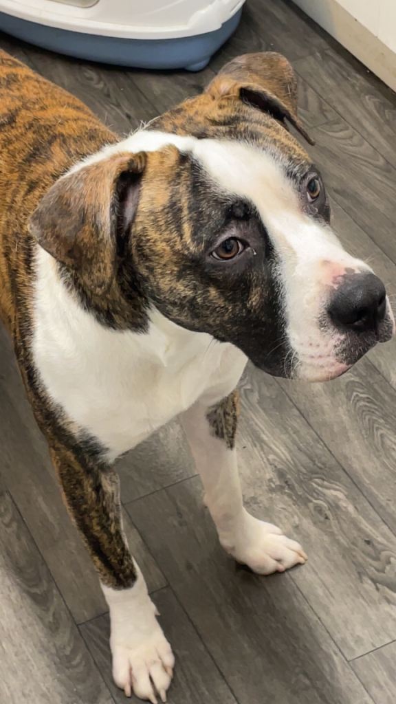 Bruno is an 10 month old 