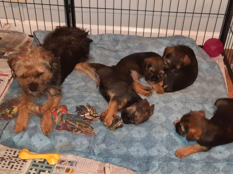 KC reg border terrier puppies