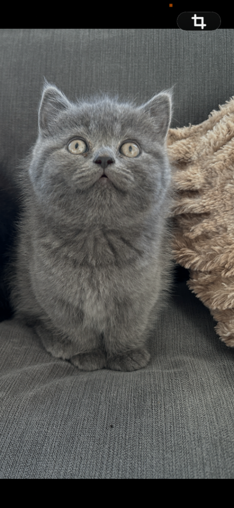 Pedigree British shorthair kitten 