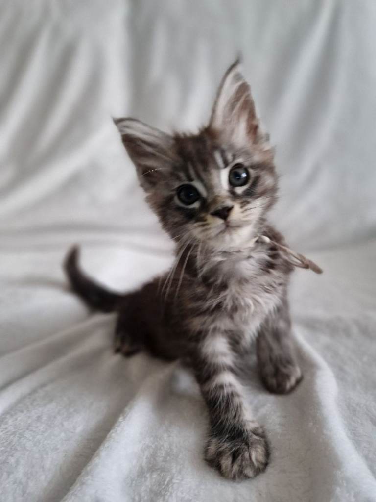 Stunning mainecoon kittens available 