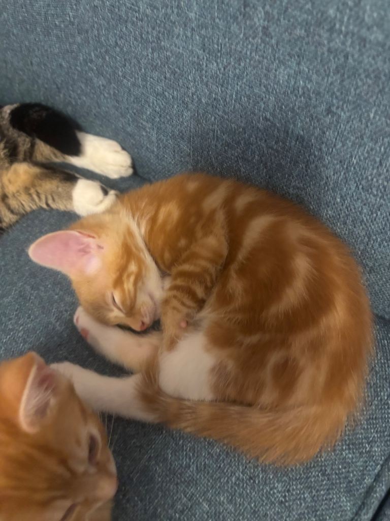  beautiful kittens 1 girl left