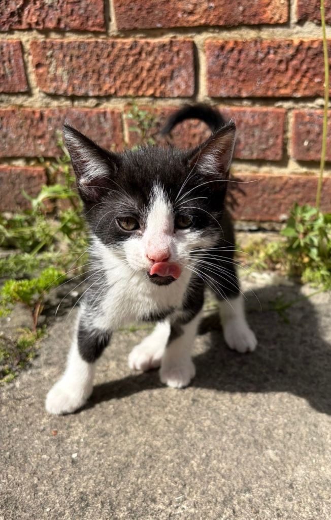 ONE LEFT - black and white cuddly kitten 