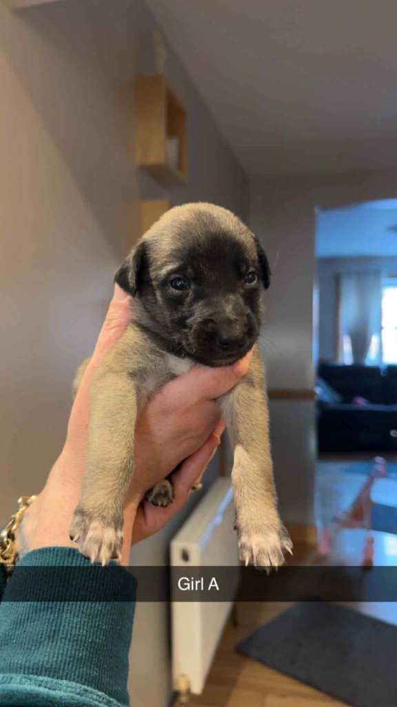 Saluki cross malinois puppies 