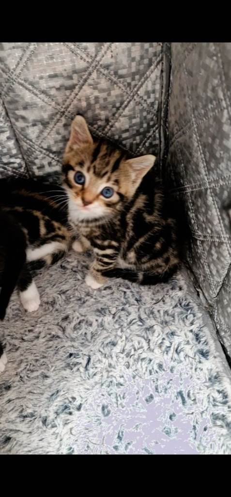 Kitten