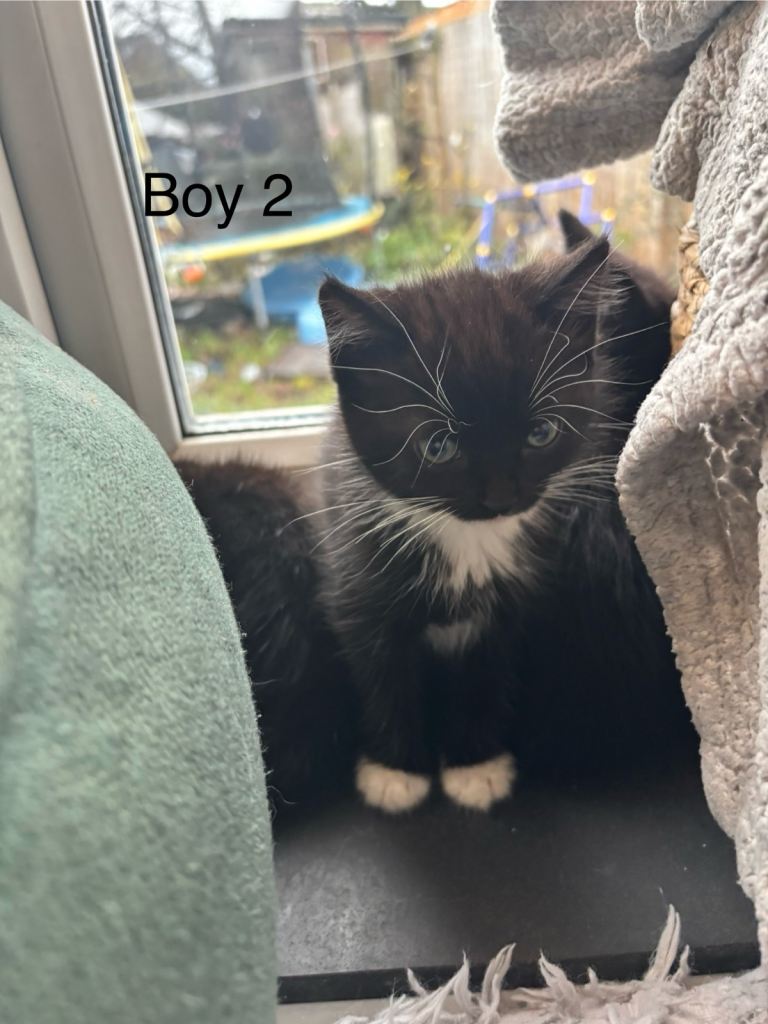 4 beautiful Tuxedo kittens ready for their  new homes