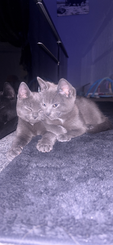 Kittens 