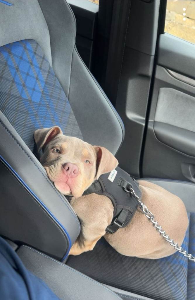 Pocket bully puppy