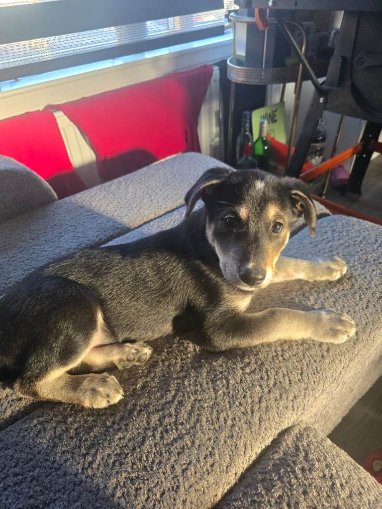  LUBSKY PUPIES READY TO LEAVE NOW ;) 