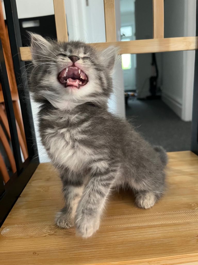 Kittens updated 21/6 