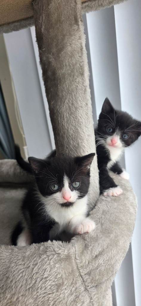 Beautiful Tuxedo Sister Kittens – Ready for Their Forever Homes 🐾
