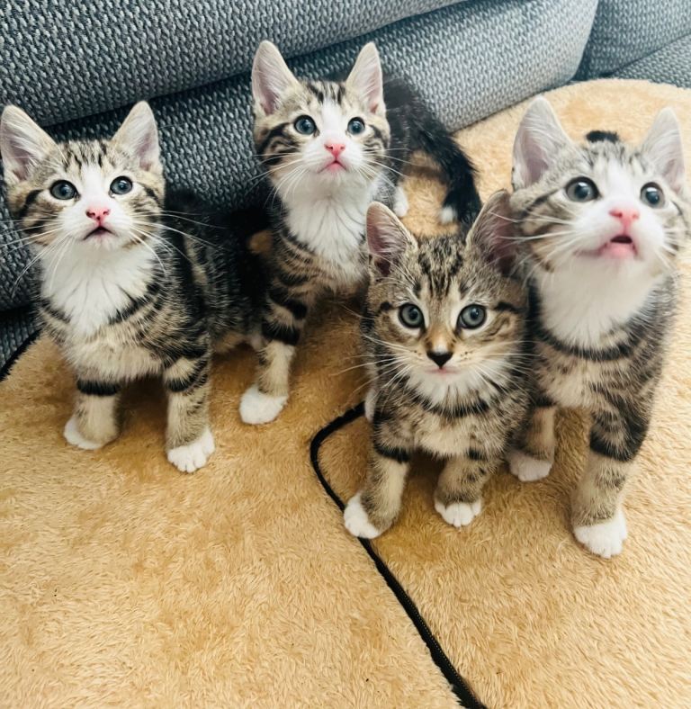 4 beautiful part Maine coons for sale! 😻🥰