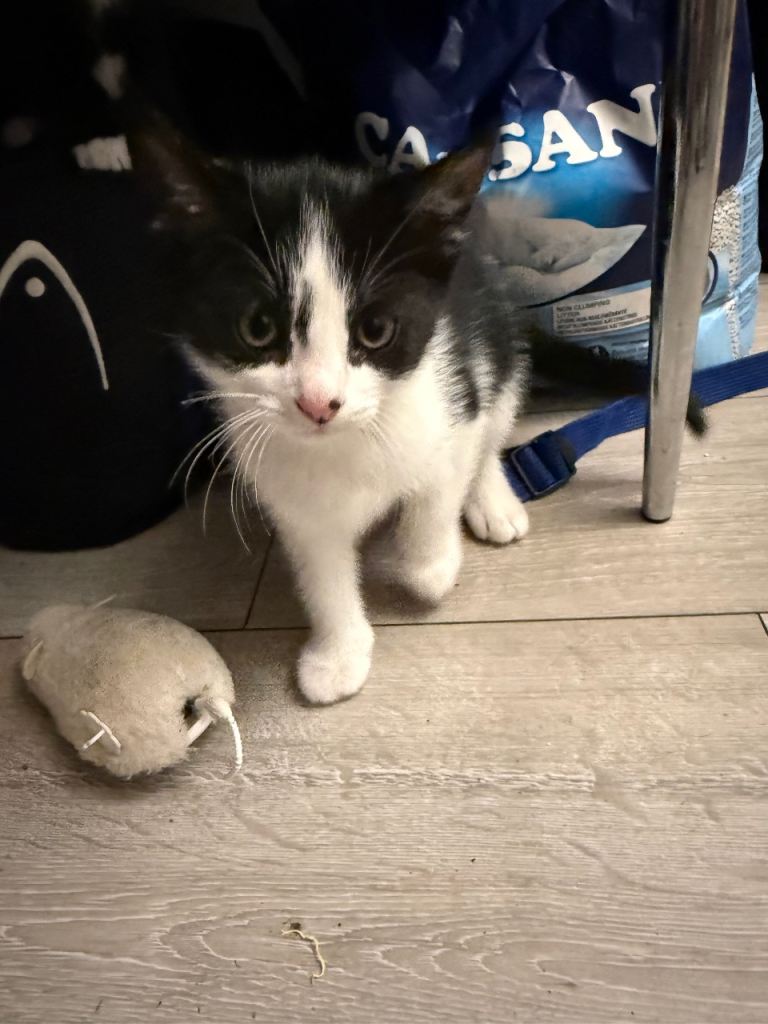 Friendly Black and White Kitten Ready for New Home