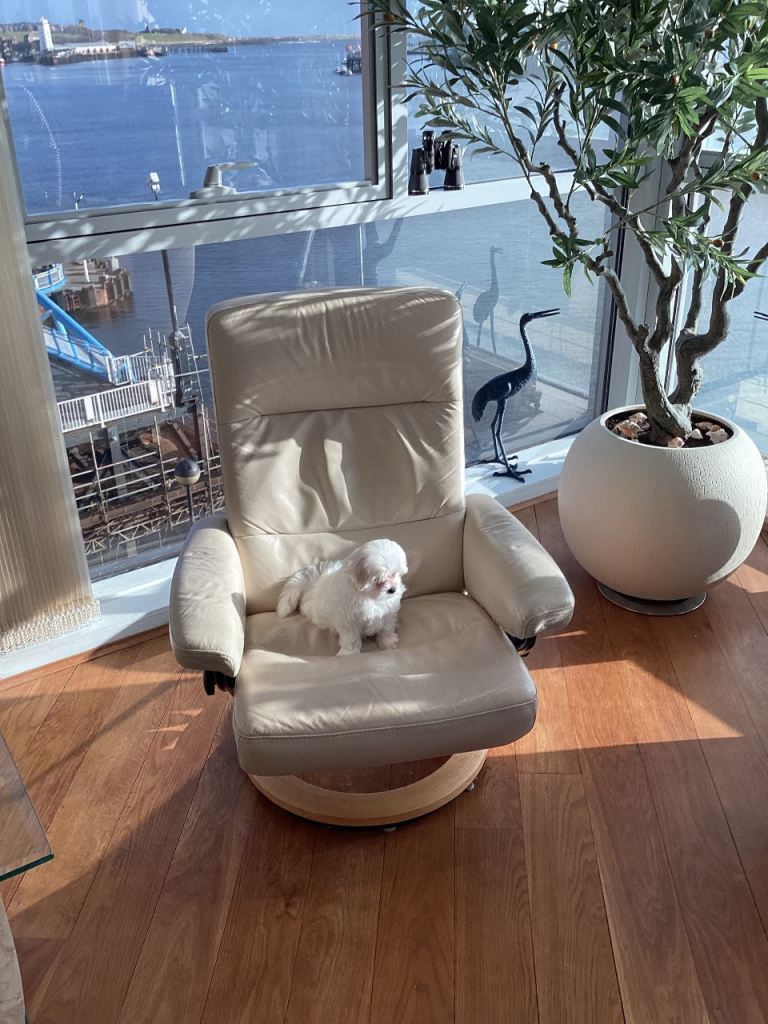 Thoroughbred Maltese Male Puppy for sale
