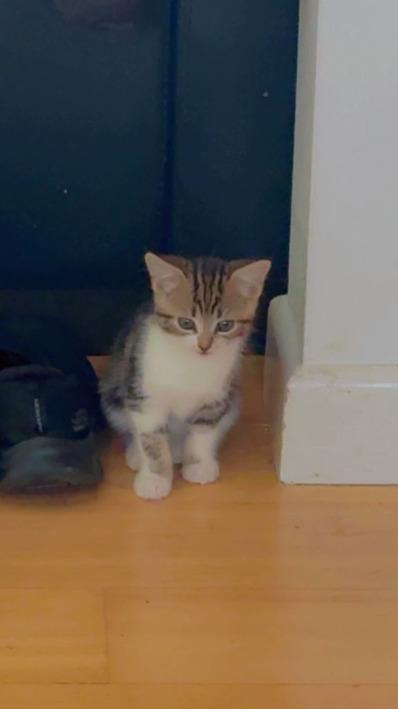 Kitten 🐱 comes with everything 