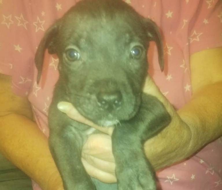 Staffy cross pup for sale