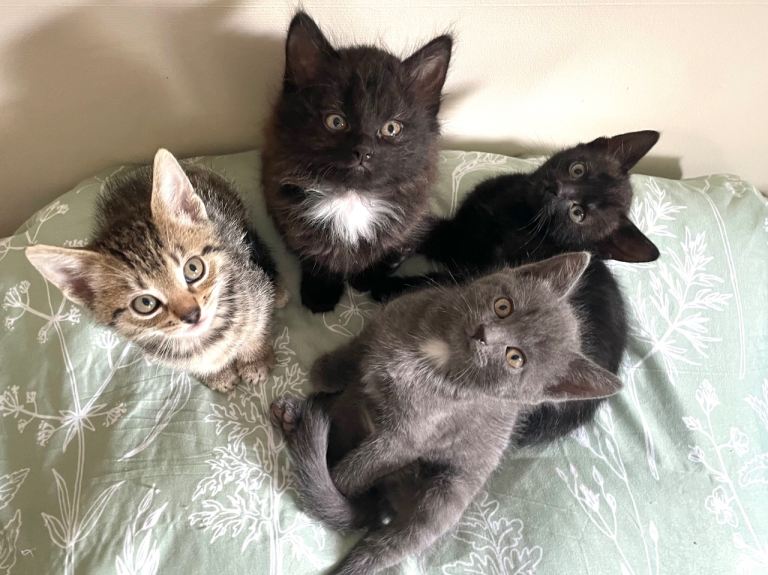 Mix Breed Kittens for sale - ONLY 2 LEFT  (Black furry and Black Panther) 