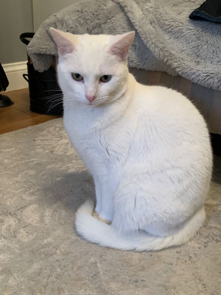Cat for sale 