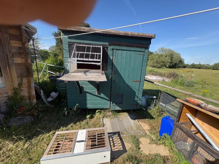 Pigeon loft. Carrier and assessors(.