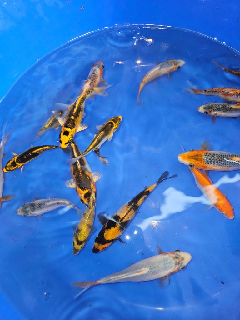 Japanese koi ( mixed breeders)