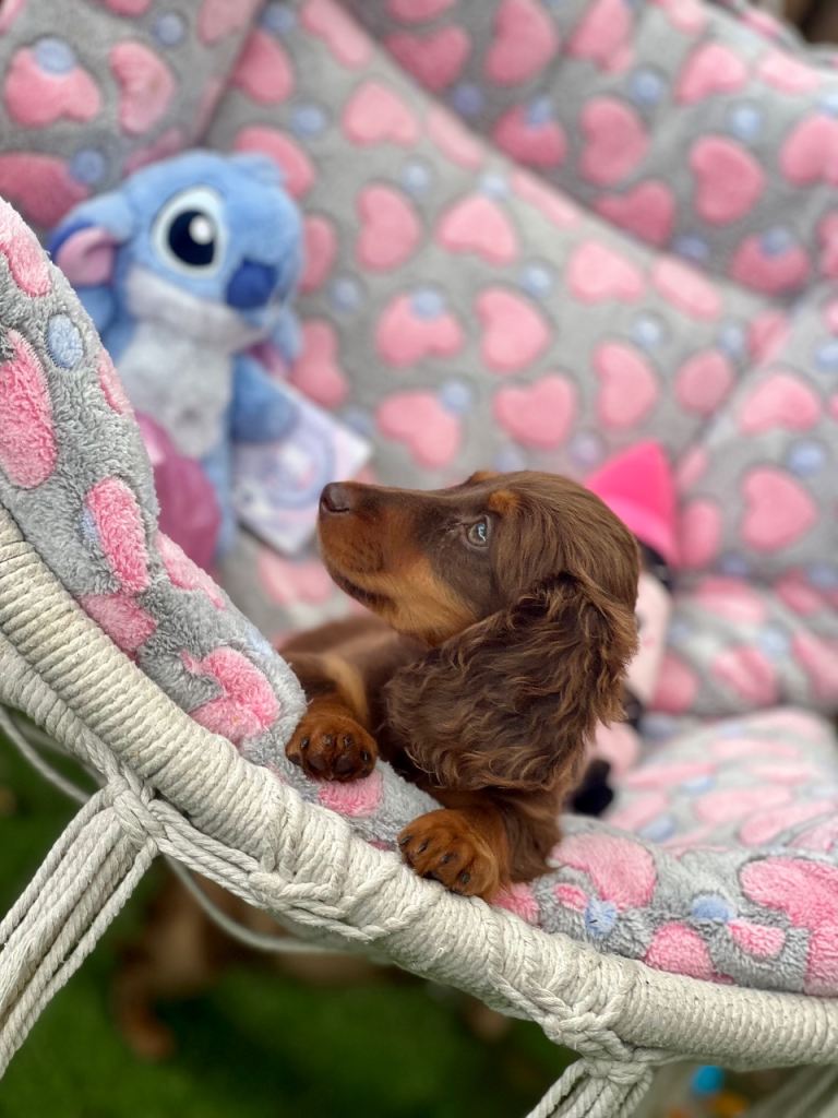 Last two Miniature long haired dachshund girls