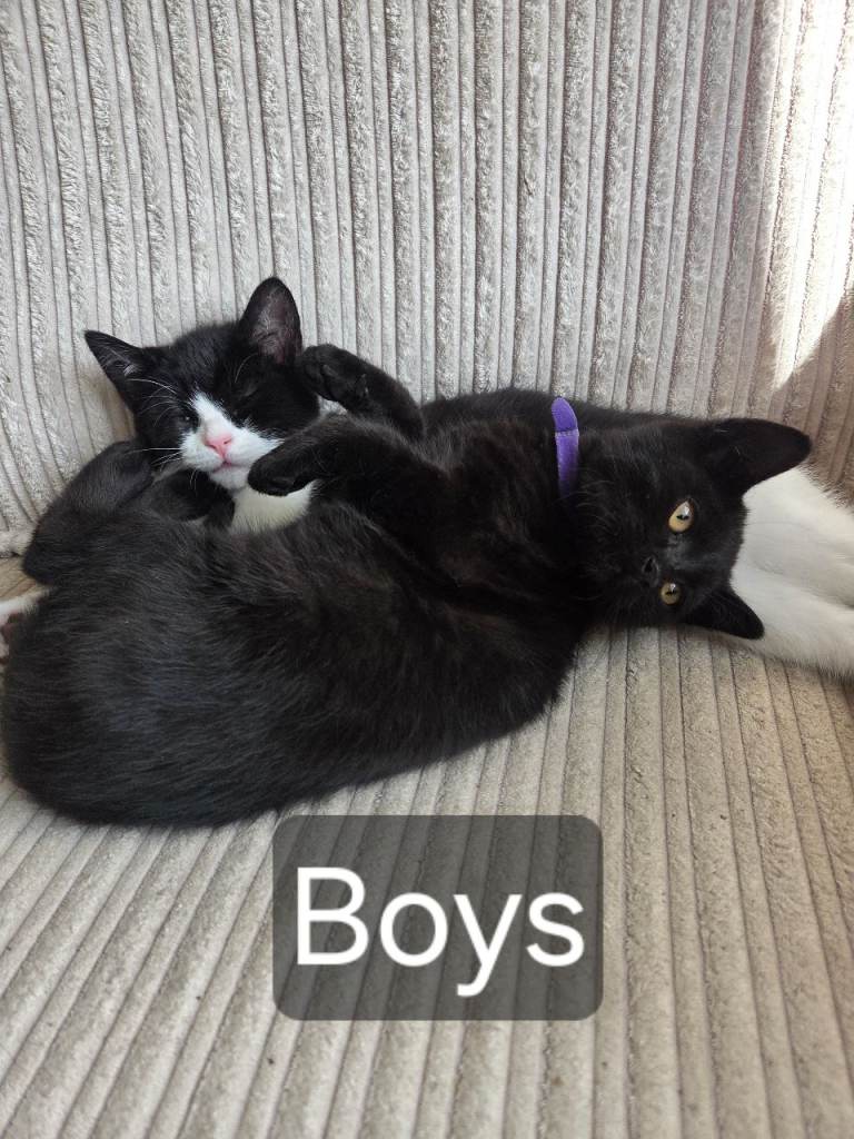 Adorable Kittens Looking for Loving Homes 🐾❤️