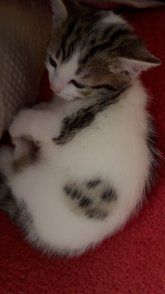 Kitten 