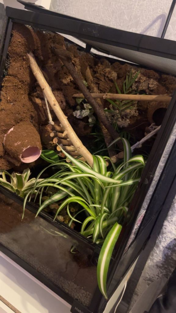 Reptile tank