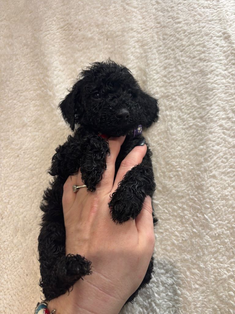 10 F1b cockapoos for sale 2 females left!