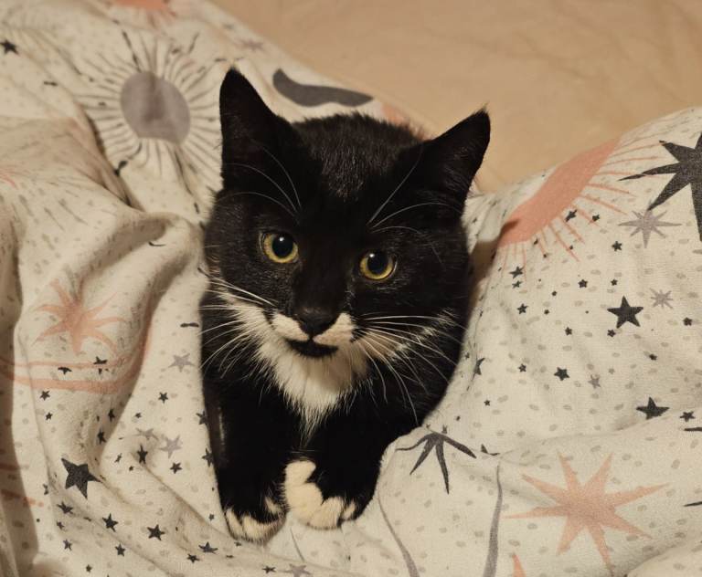 *PENDING COLLECTION* Two Black & White Kittens – 12 Weeks Old – £25 Each