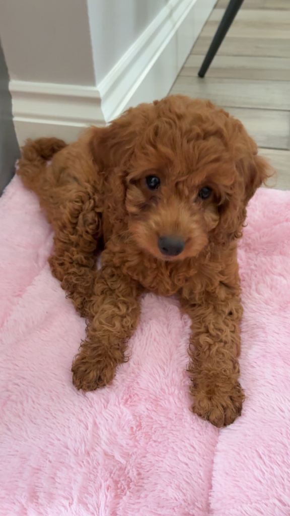 3 month old Cockapoo