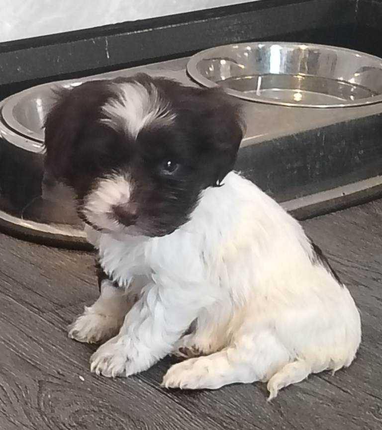 Toy cockapoo puppies 