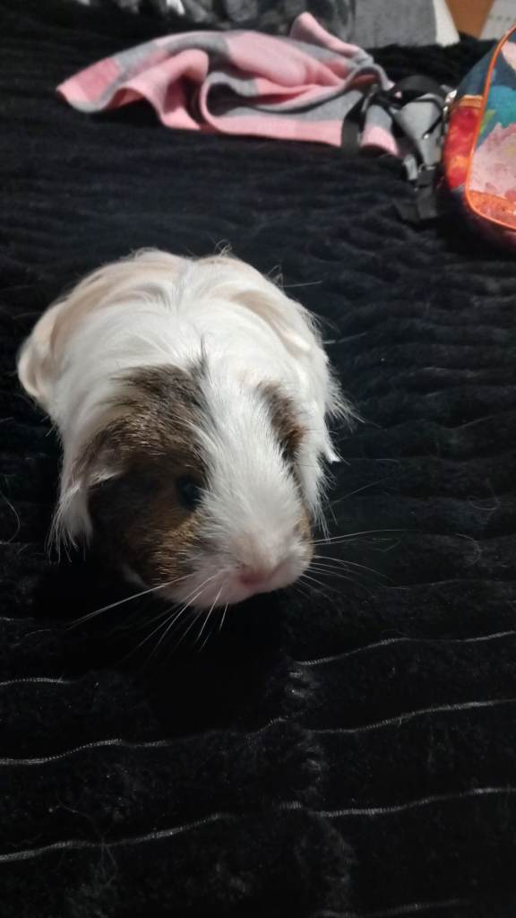 Two female guinea pigs for sale