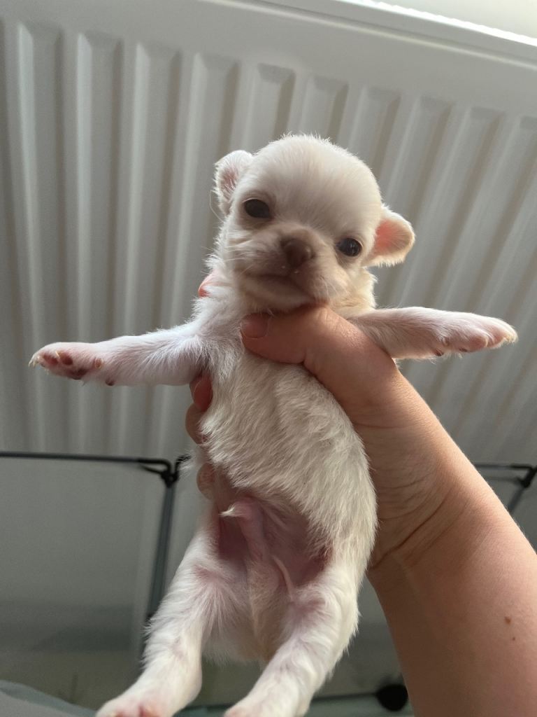 Purebred long coat Chihuahua boys