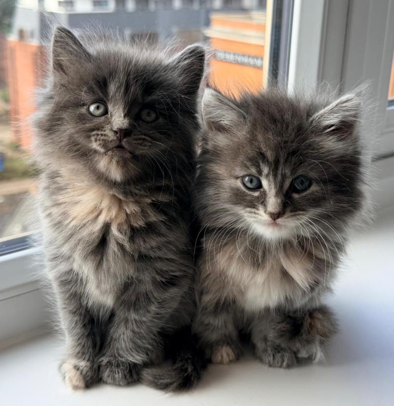 British Short Hair Female Kitten 