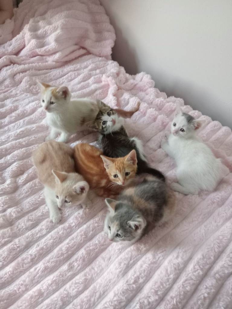6 kittens looking for a new home