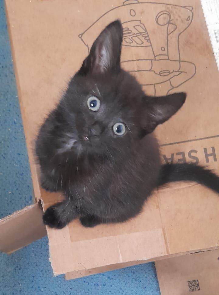 ADORABLE KITTENS FOR SALE