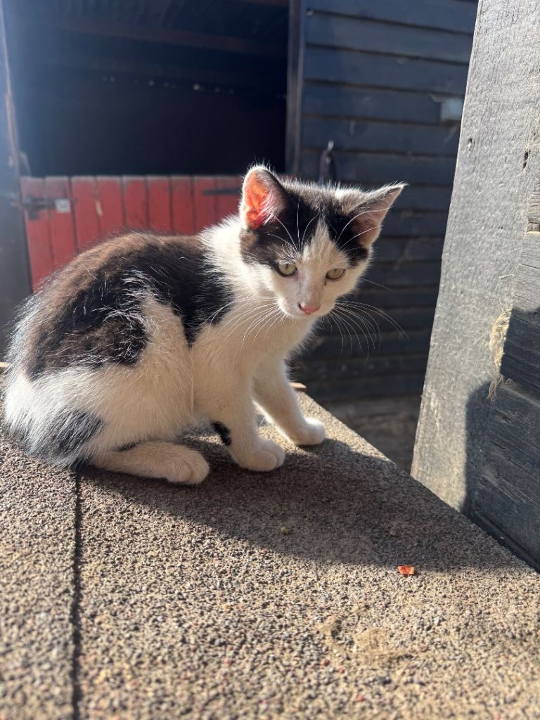 Ready now 2 kittens 