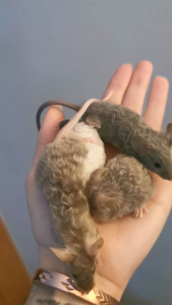 Fancy mice and accessories 
