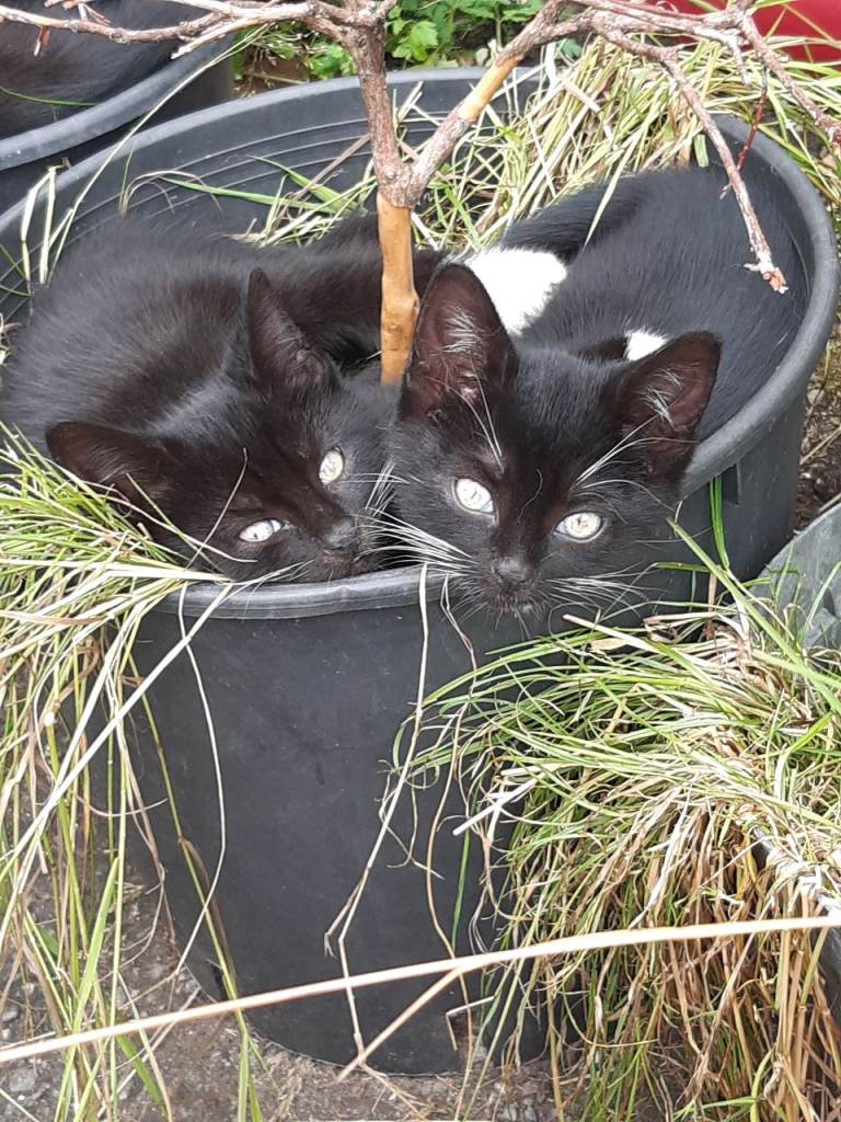 Kittens