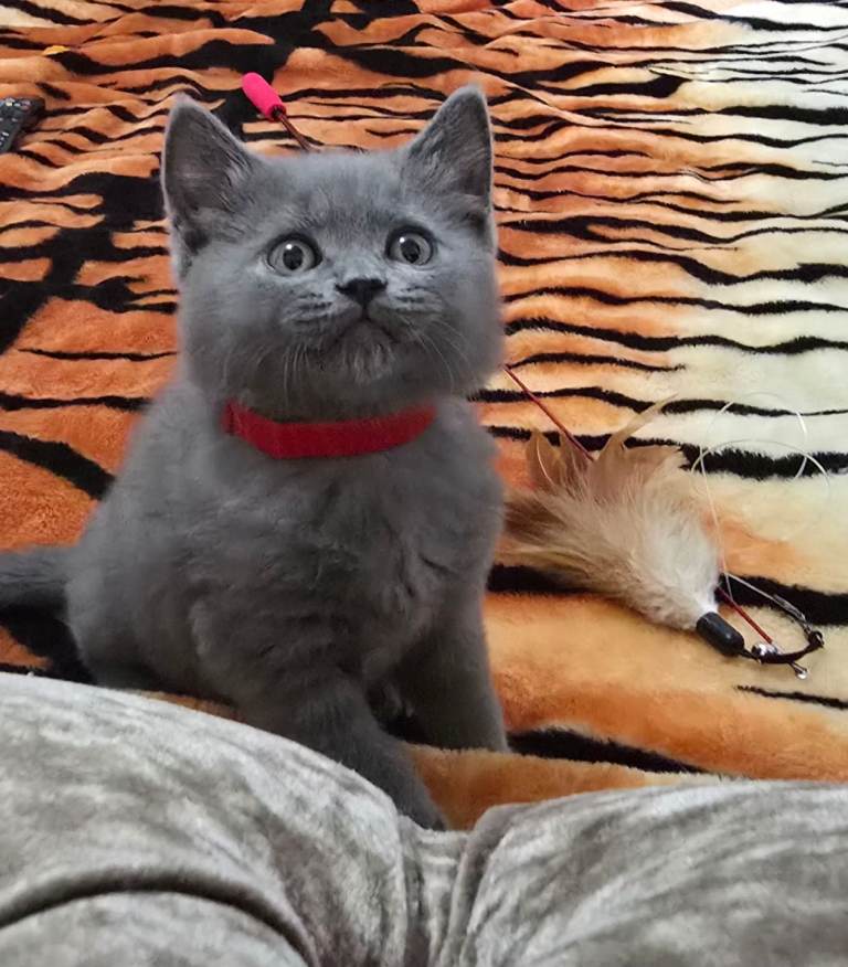  British short hair blue kittens. 